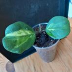 hoya obovata variegata nr 17, Ophalen of Verzenden, Overige soorten, Minder dan 100 cm