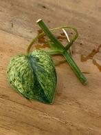 Scindapsus Dark Silver Cloud Variegata Stek, Huis en Inrichting, Kamerplanten, Ophalen of Verzenden, Halfschaduw, Minder dan 100 cm