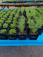 Moestuinplantjes, Tuin en Terras, Planten | Tuinplanten, Ophalen, Zomer, Eenjarig, Volle zon