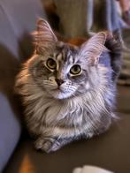 Mooie Maine Coon poes van nog geen 2 jaar, Poes, Gechipt, 0 tot 2 jaar