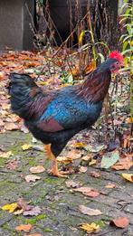 Jonge Barnevelder Kriel haan, Dieren en Toebehoren, Mannelijk, Kip