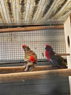 Koppel pennanten, Dieren en Toebehoren, Vogels | Parkieten en Papegaaien, Meerdere dieren, Parkiet, Geringd