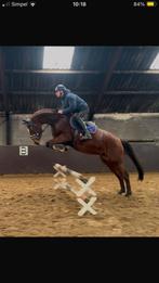 Stoere 4 jarige springmerrie te koop aangeboden, Dieren en Toebehoren, Paarden, Merrie, Springpaard, B, Gechipt