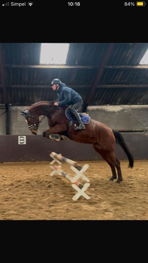 Stoere 4 jarige springmerrie te koop aangeboden, Dieren en Toebehoren, Paarden, Merrie, B, 170 tot 175 cm, 3 tot 6 jaar, Springpaard