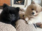 Pomeriaan keeshondpups., Reu, 8 tot 15 weken, Meerdere, Nederland