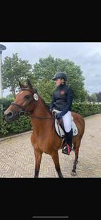 Top brave grote C pony te koop (2009 okt), Dieren en Toebehoren, Pony's, Merrie, Z, Springpony, 11 jaar of ouder