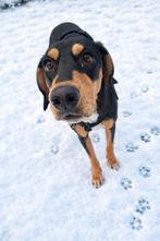 Lieve hond Lenny zoekt een nieuw thuis, Particulier, Rabiës (hondsdolheid), 15 weken tot 1 jaar, Buitenland