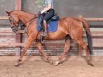 Brave 9 jr allrounder 1,56 m (recreatie-manege-sport), Dieren en Toebehoren, Pony's, Gechipt, L, 7 tot 10 jaar, Recreatiepony