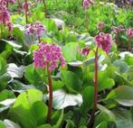 Schoenlappersplant, Tuin en Terras, Verzenden, Lente, Vaste plant, Volle zon