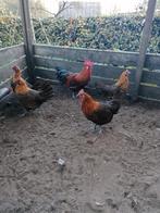 Goudbrakels, Dieren en Toebehoren, Pluimvee, Meerdere dieren, Kip