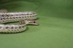elaphe dione, Dieren en Toebehoren, Reptielen en Amfibieën, Slang, Tam, 3 tot 6 jaar