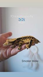 Mannelijke Wimpergekko, Hagedis, 3 tot 6 jaar