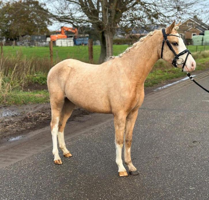 Hele gave welsh merrie, Dieren en Toebehoren, Pony's, Merrie, 3 tot 6 jaar
