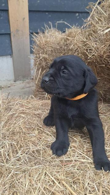 Labrador pups blond en zwart beschikbaar voor biedingen