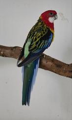 0-1 Rosella, Vrouwelijk, Parkiet, Geringd