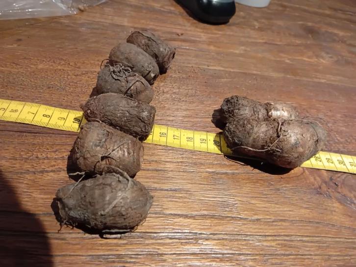 Typhonium giganteum, Tuin en Terras, Bloembollen en Zaden, Halfschaduw, Ophalen of Verzenden