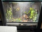 Terrarium, Dieren en Toebehoren, Reptielen en Amfibieën | Toebehoren, Ophalen, Zo goed als nieuw