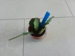 5 gewortelde epiphyllum stekken duitsekaizerin, Huis en Inrichting, Minder dan 100 cm, Halfschaduw, Ophalen of Verzenden, In pot