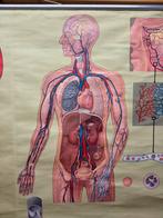 Vintage schoolkaart Anatomie – Hagemann 1982, Ophalen of Verzenden, Natuur en Biologie