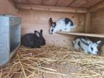 Lotharinger x Duitse Reus, Dieren en Toebehoren, Konijnen, Mannelijk, Groot, 0 tot 2 jaar