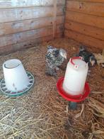 Kippen, Dieren en Toebehoren, Pluimvee, Mannelijk, Kip