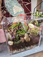 Transparante plantenbak - Ecosysteem (leeg), Overige soorten, Minder dan 100 cm, Ophalen of Verzenden, In pot