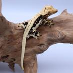 Wimpergekko correlophus ciliatus JOKERGECKOS, Hagedis