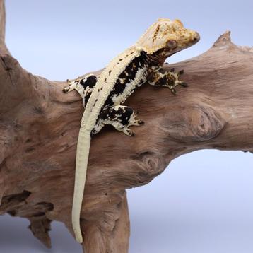 Wimpergekko correlophus ciliatus JOKERGECKOS  beschikbaar voor biedingen