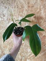 Philodendron Florida Green plantje, Huis en Inrichting, Kamerplanten, Ophalen, Overige soorten, Halfschaduw, Minder dan 100 cm
