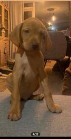 Vizsla pups, Parvo, Overige rassen, 8 tot 15 weken, Meerdere
