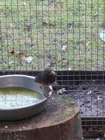 Zwartborstlijsters en pagodespreeuw, Mannelijk