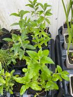 Vlinder plant in P9 bakje, Volle zon, Vaste plant, Zomer, Ophalen
