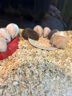 Goudhamsters / syrische hamster, Dieren en Toebehoren, Knaagdieren, Hamster, November, Meerdere dieren, Tam