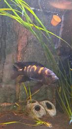 Mawali cichliden, Vis, Zoetwatervis