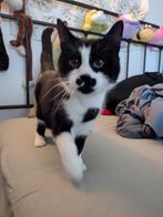 Cute and affectionate cat for adoption, Dieren en Toebehoren, Katten en Kittens | Overige Katten, Poes