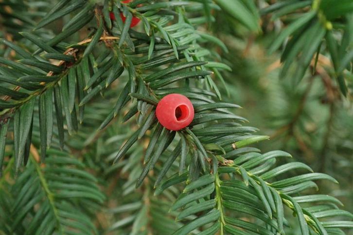 Taxus, Tuin en Terras, Planten | Struiken en Hagen, Taxus, Minder dan 100 cm, Ophalen