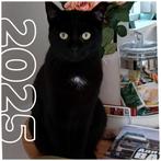 Super lieve gesteriliseerde poes van 1,5 jaar., Dieren en Toebehoren, Poes, Gechipt, 0 tot 2 jaar