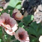 Geum mai tai, Ophalen of Verzenden, Volle zon