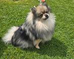 SPOED Nieuw huisje gezocht!, Dieren en Toebehoren, Honden | Chihuahua's en Gezelschapshonden, Parvo, Overige rassen, 1 tot 2 jaar