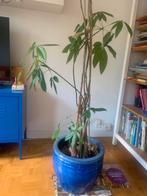 Pachira Aquatica, Ophalen, Halfschaduw, Minder dan 100 cm