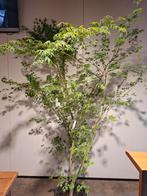 Acer palmatum / Japanse esdoorn, Tuin en Terras, Planten | Struiken en Hagen, Ophalen, Esdoorn