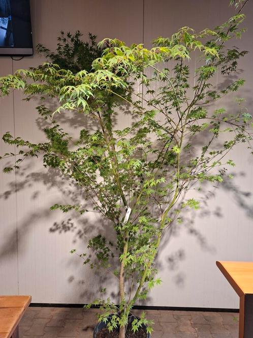 Acer palmatum / Japanse esdoorn, Tuin en Terras, Planten | Struiken en Hagen, Esdoorn, Ophalen
