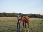 Lieve 20 jarige KWPN ruin, Ruin, 165 tot 170 cm, Recreatiepaard, 11 jaar of ouder