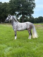 Sportieve a welsh, Dieren en Toebehoren, Pony's, Ruin, Zadelmak, A pony (tot 1.17m), 3 tot 6 jaar