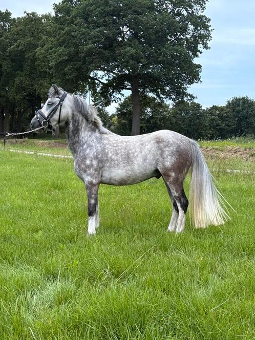 Sportieve a welsh, Dieren en Toebehoren, Pony's, Ruin, Zadelmak, A pony (tot 1.17m), Tuigpony, 3 tot 6 jaar, Met stamboom, Gechipt