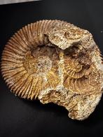 Mooie ammoniet  Jura – Perisphinctes – 150 miljoen jaar oud, Ophalen of Verzenden, Fossiel