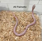 Jonge / Baby Rattenslangen : Palmetto, Amel, Anery, Snow, Dieren en Toebehoren, Slang, Tam, 0 tot 2 jaar