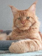 Maine Coon dekkater met stamboom ( niet te koop ), Dieren en Toebehoren