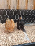 Gratis kippen, Dieren en Toebehoren, Vogels | Overige Vogels, Vrouwelijk, Tam