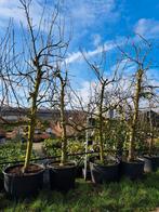 Laagstam oude karakteristieke fruitbomen pruimen bomen opal, Tuin en Terras, Planten | Fruitbomen, Pruimenboom, Halfschaduw, 250 tot 400 cm